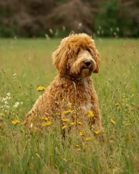 Thumper sitting in a meadow among wildflowers