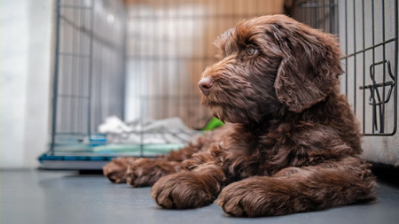crate-training