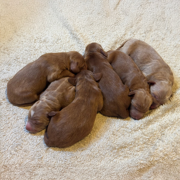 Current Litters