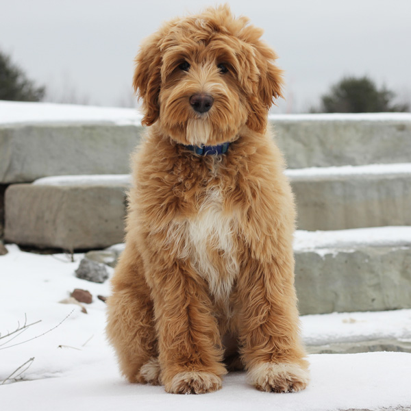 Australian Labradoodles