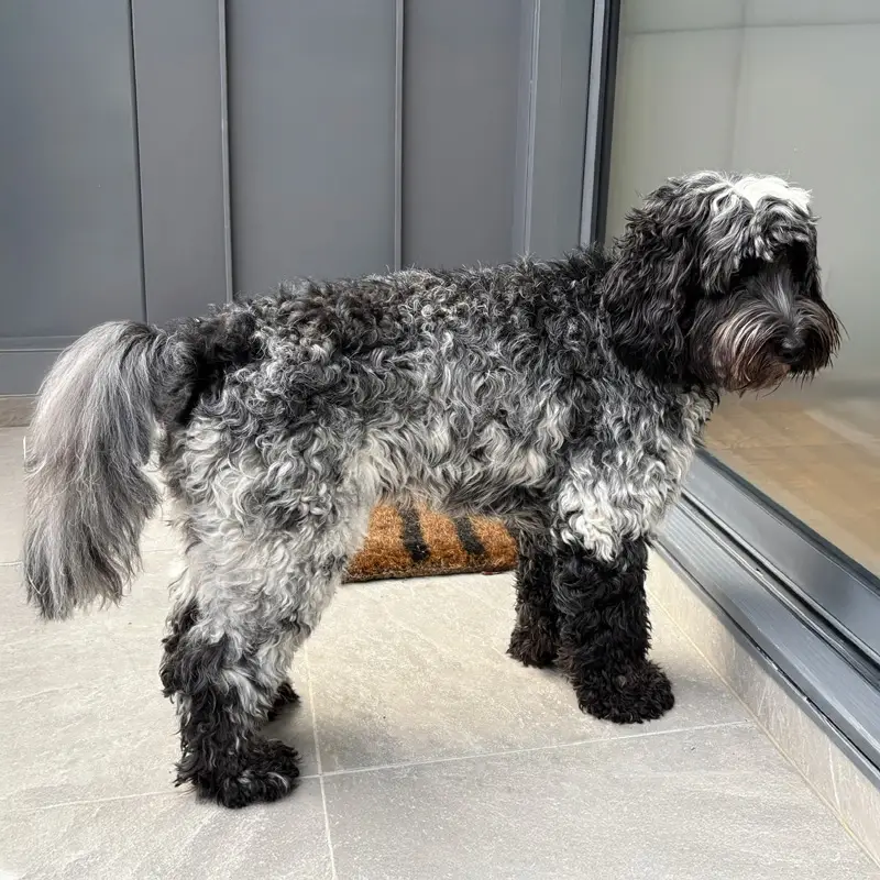 Adult black roan Australian Labradoodle, Burrinjuck Jessie, showing mottled dark hairs throughout the white parts of the coat.