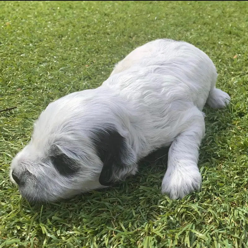 Predominantly white young Australian Labradoodle puppy with dark pigment on the nose and ear.