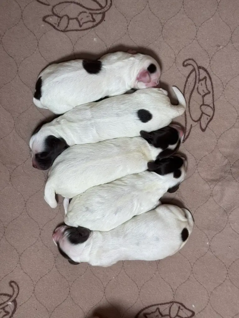 Five newborn, mostly white parti-marked Australian Labradoodle puppies from the Burrinjuck Jewel and Burrinjuck Jumanji litter.