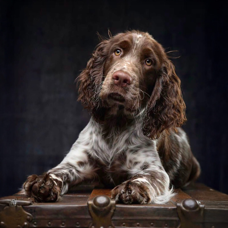 The roan pattern originated from the Cocker Spaniel. .