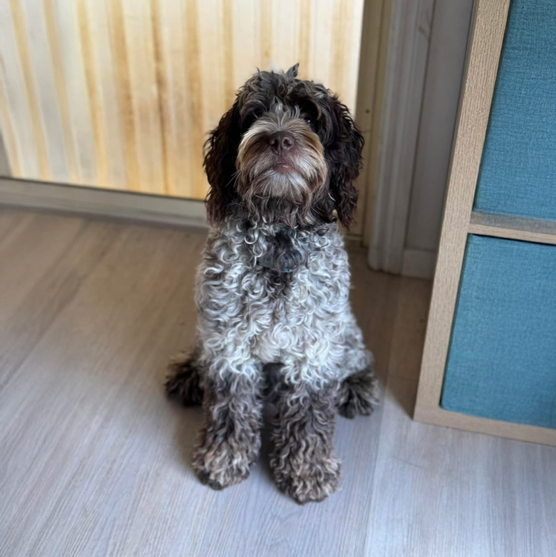 Adult chocolate roan Australian Labradoodle, Burrinjuck Jumanji.