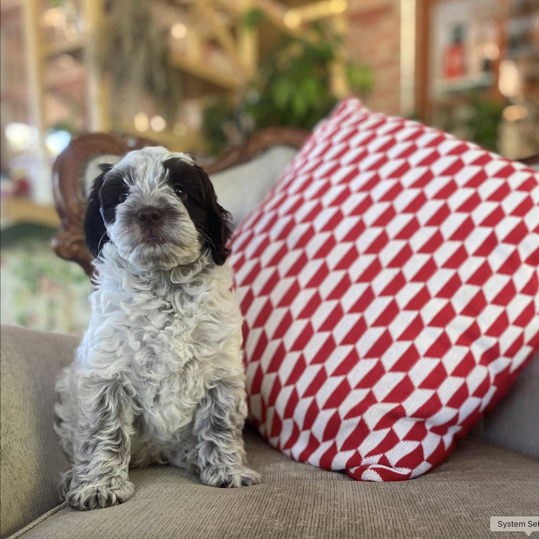Portrait of Burrinjuck Jumanji at 8 weeks.