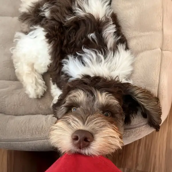 Otis
