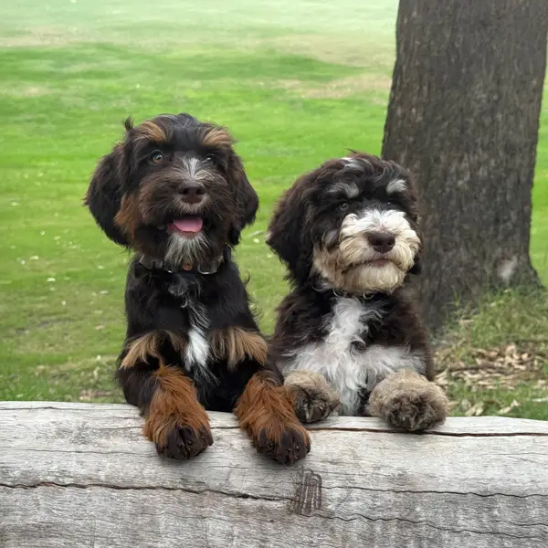 Burrinjuck Puppy Meet and Greet