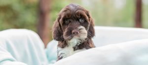 Puppy Crying