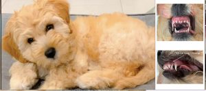 Base Narrow Canine