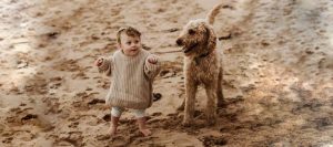 Labradoodle Characteristics