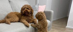 Introducing a new puppy