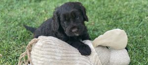 Preparing for your new puppy