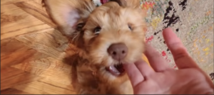 Puppy Nipping
