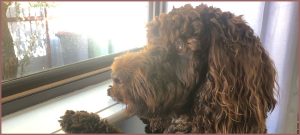 Separation Anxiety