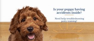 Toilet Training Tips