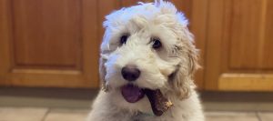 Puppy Resource Guarding