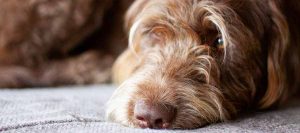 Dogs Grieve too!