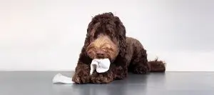 Your Labradoodle ate what?
