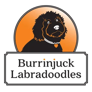 Burrinjuck Labradoodles