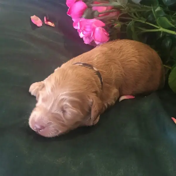 Dougal