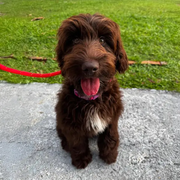 Koa