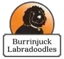 Burrinjuck Labradoodles