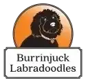 Burrinjuck Labradoodles