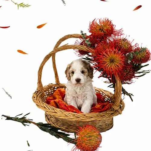 puppy-in-basket_square