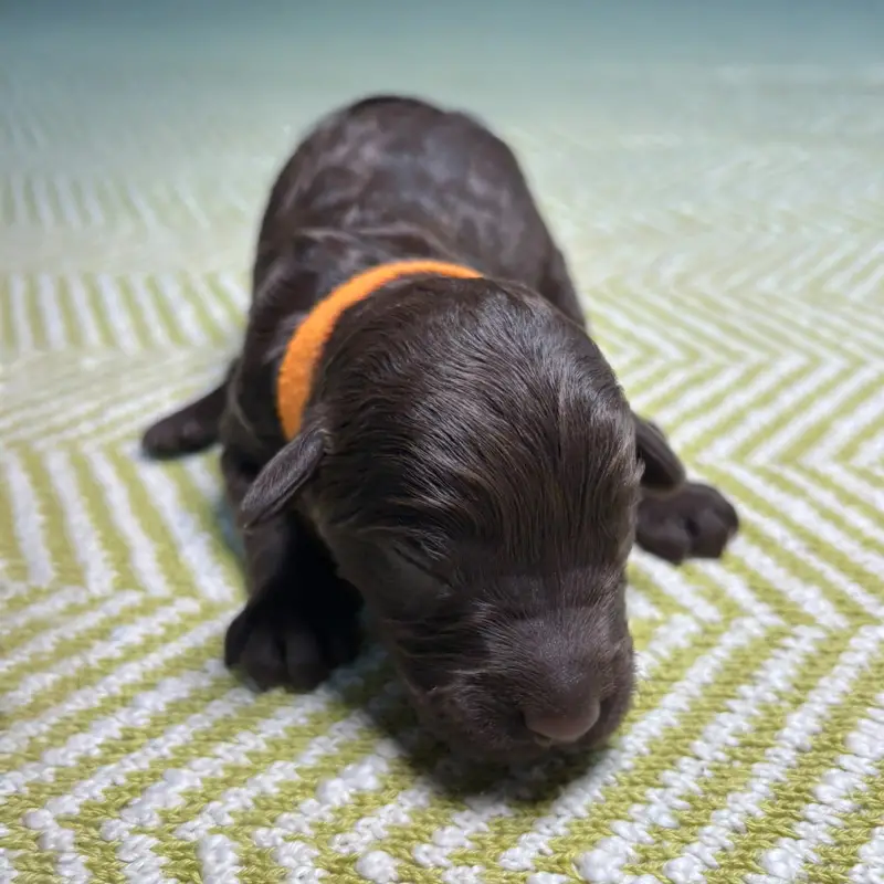 Pippin